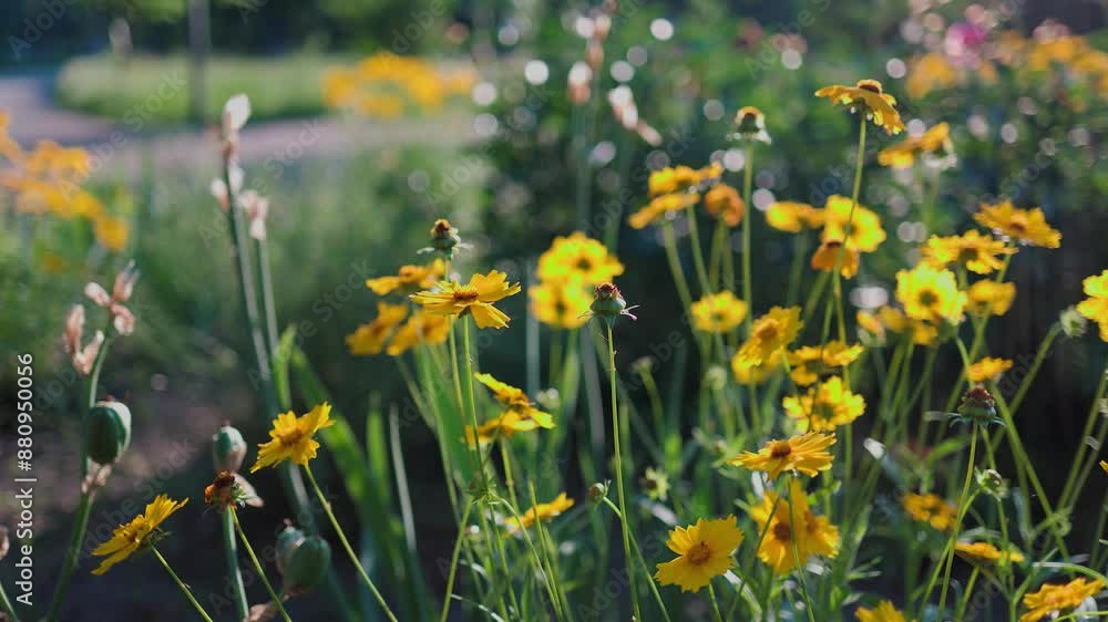 Top view of beautiful yellow daisies and green leaves. Flowers and leaves sway in the wind. The evening sun illuminates the flowers. Top view of beautiful yellow daisies and green leaves. Flowers and leaves sway in the wind. The evening sun illuminates the flowers.