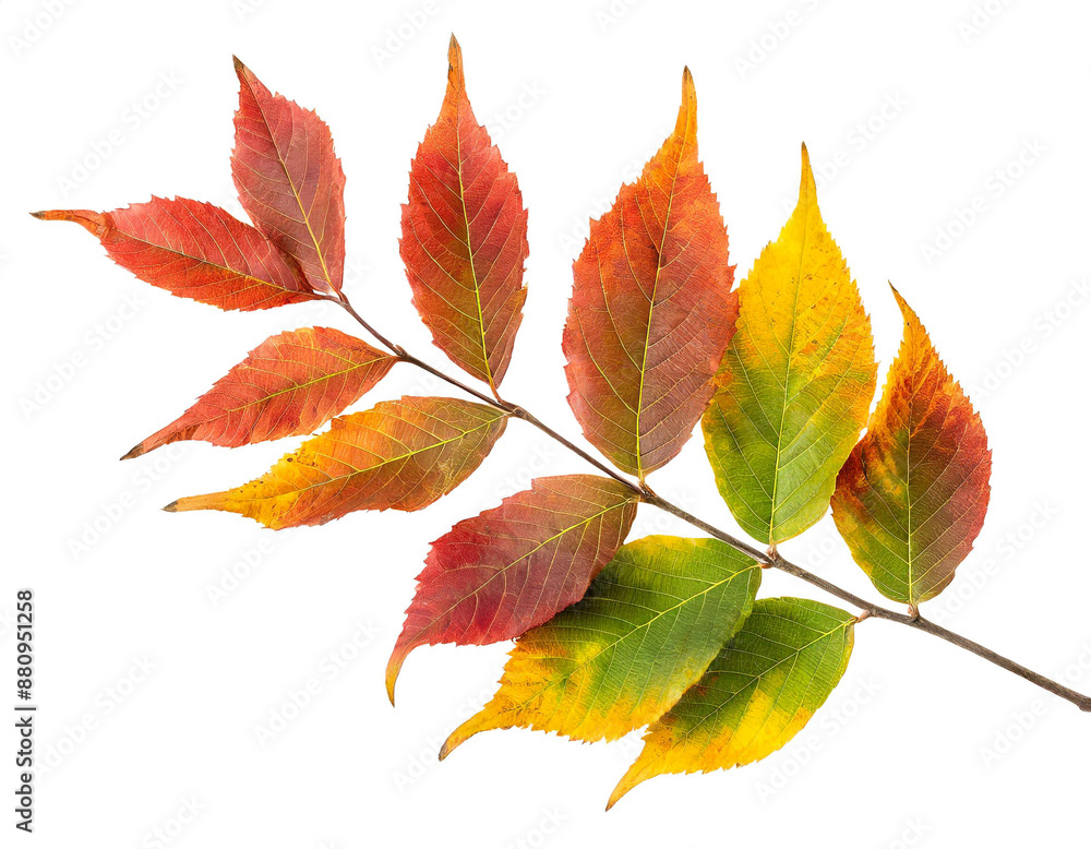 Herbstblätter Zweig isoliert auf weißen Hintergrund, Freisteller Herbstblätter Zweig isoliert auf weißen Hintergrund, Freisteller