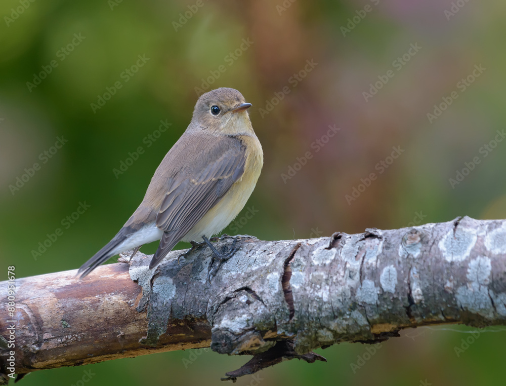 Younf Female Red-breasted flycatcher (ficedula parva) simple posing perched on average size branch with clean dark background in sunny orchard Younf Female Red-breasted flycatcher (ficedula parva) simple posing perched on average size branch with clean dark background in sunny orchard