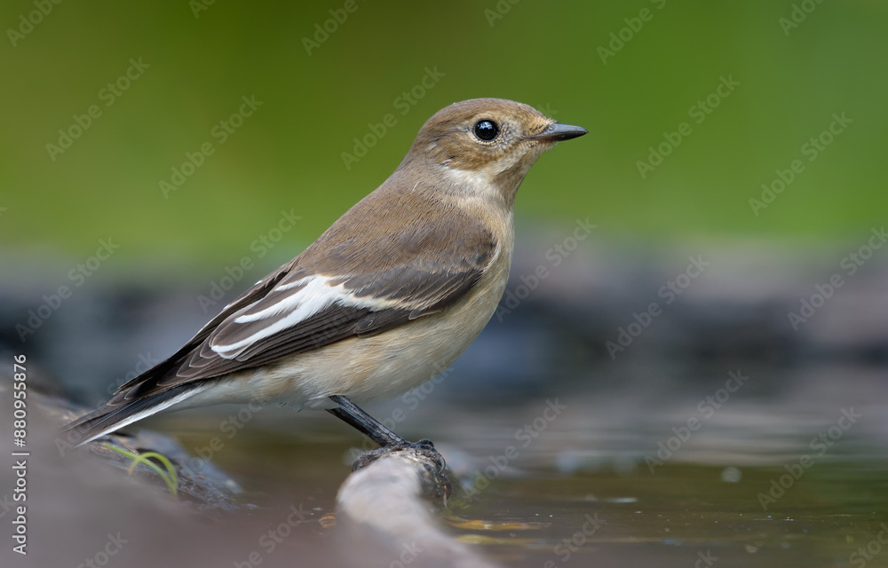 Female European pied flycatcher (ficedula hypoleuca) sits on small twig in water pond with clean green background Female European pied flycatcher (ficedula hypoleuca) sits on small twig in water pond with clean green background