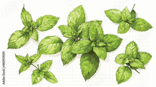 Ballpoint pen sketch of mint medicine herb peppermint