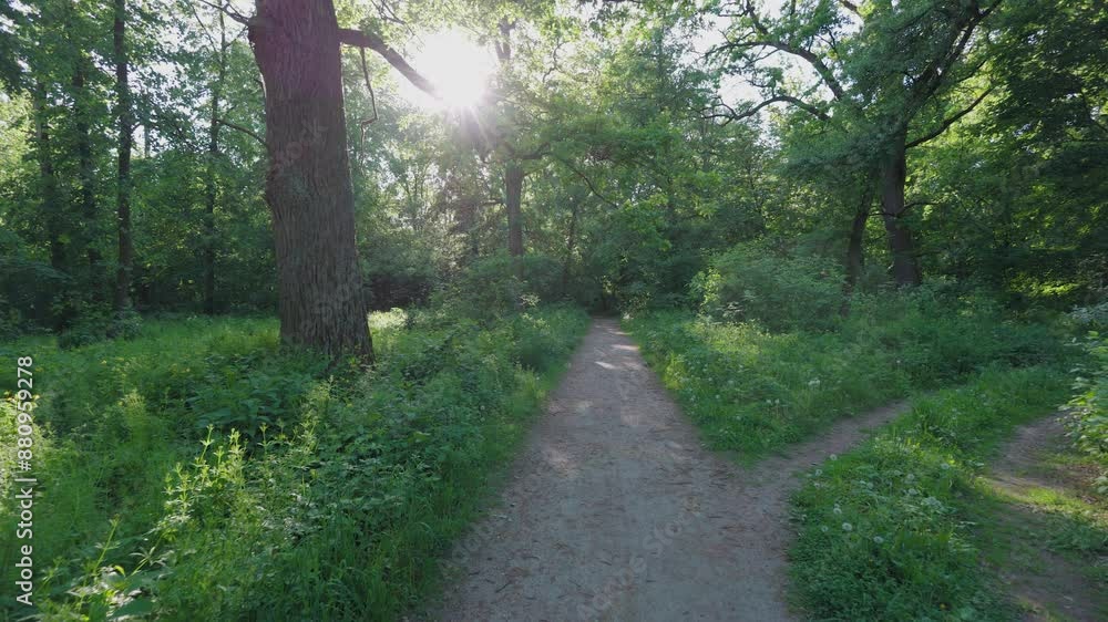 Walk in the summer forest. The rays of the sun break through the branches of trees. Green grass, trees in yellow, green, red leaves. Beautiful path in the forest. Walk in the summer forest. The rays of the sun break through the branches of trees. Green grass, trees in yellow, green, red leaves. Beautiful path in the forest.