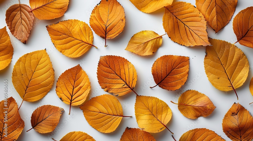 flat lay autumn composition,yellow fallen leaves on white background top view overhead flat lay autumn composition,yellow fallen leaves on white background top view overhead