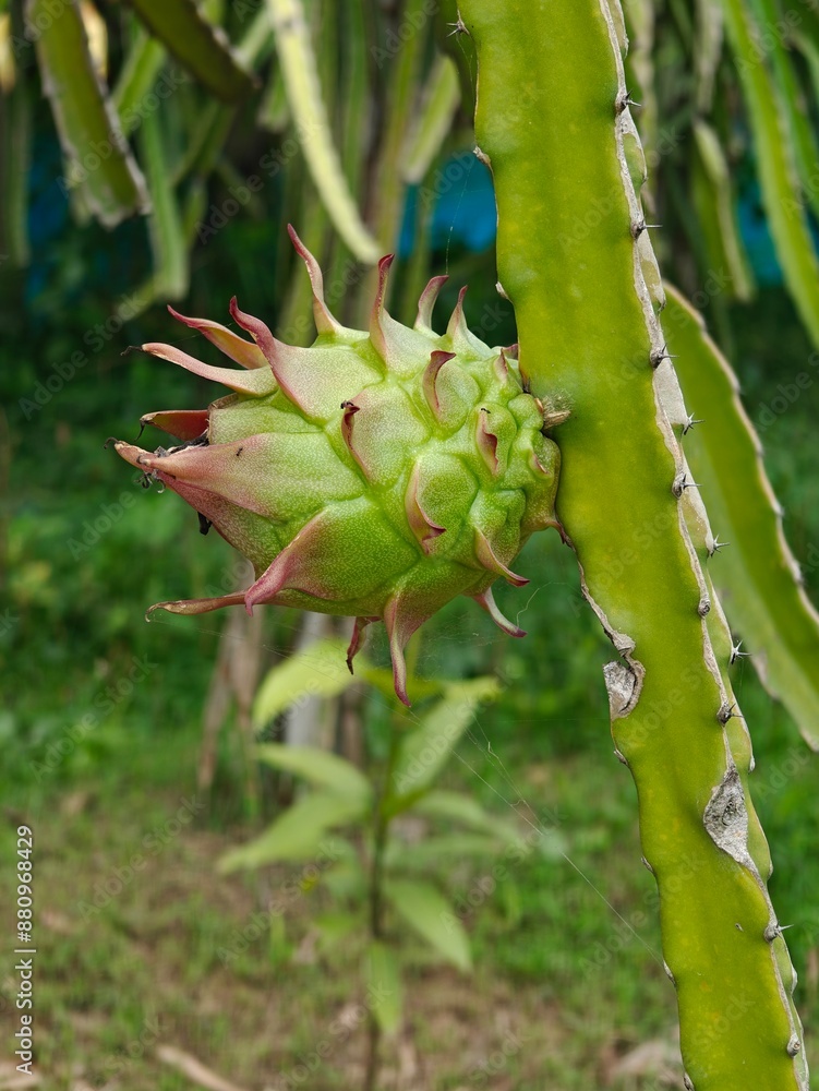 Fresh, healthy and organic Dragon fruit garden. Fresh, healthy and organic Dragon fruit garden.