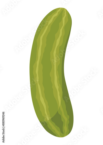 Homemade pickled cucumber. Clip-art of marinated food for packaging, label, menu, signboard or showcase. Fermented veggies, crunch gherkin with salt. Healthy vegetarian food