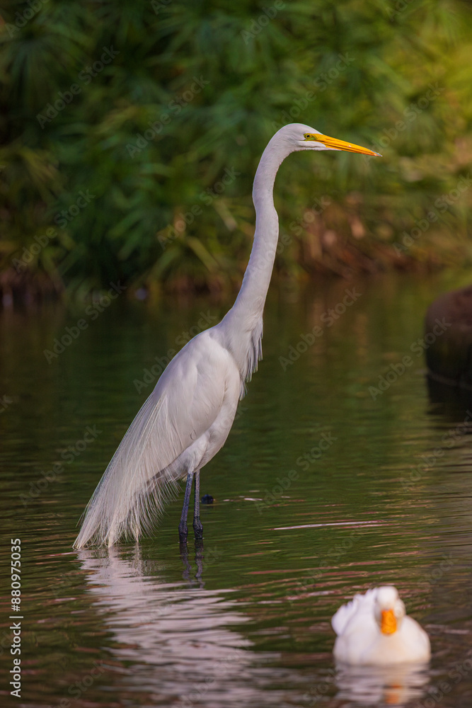 Obraz premium Great heron