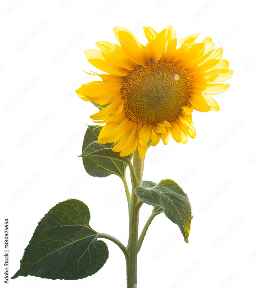 Obraz premium sunflower isolated on white background