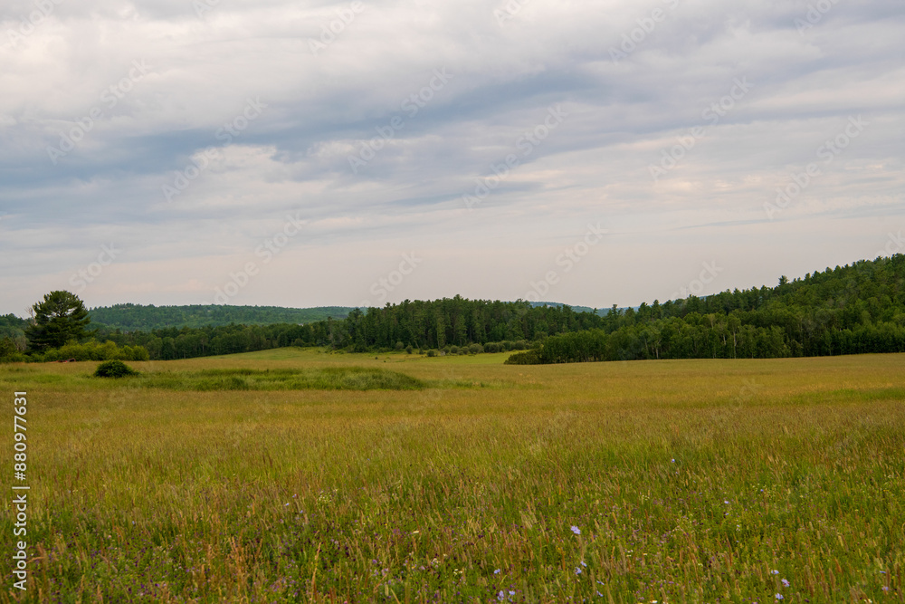 Fototapeta premium Field in countryside