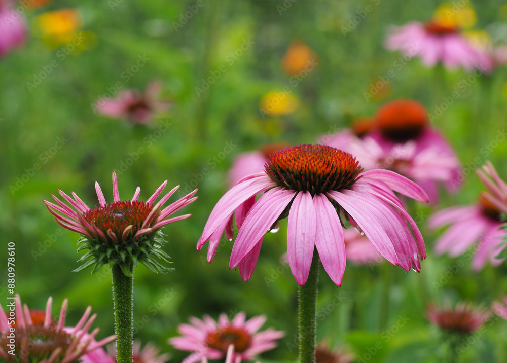 Fototapeta premium Blühender roter Sonnenhut im Blumengarten