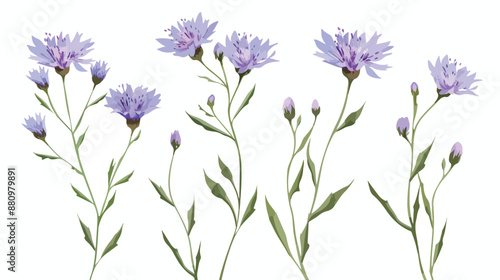 Bluets botanical illustration. Knapweed flower
