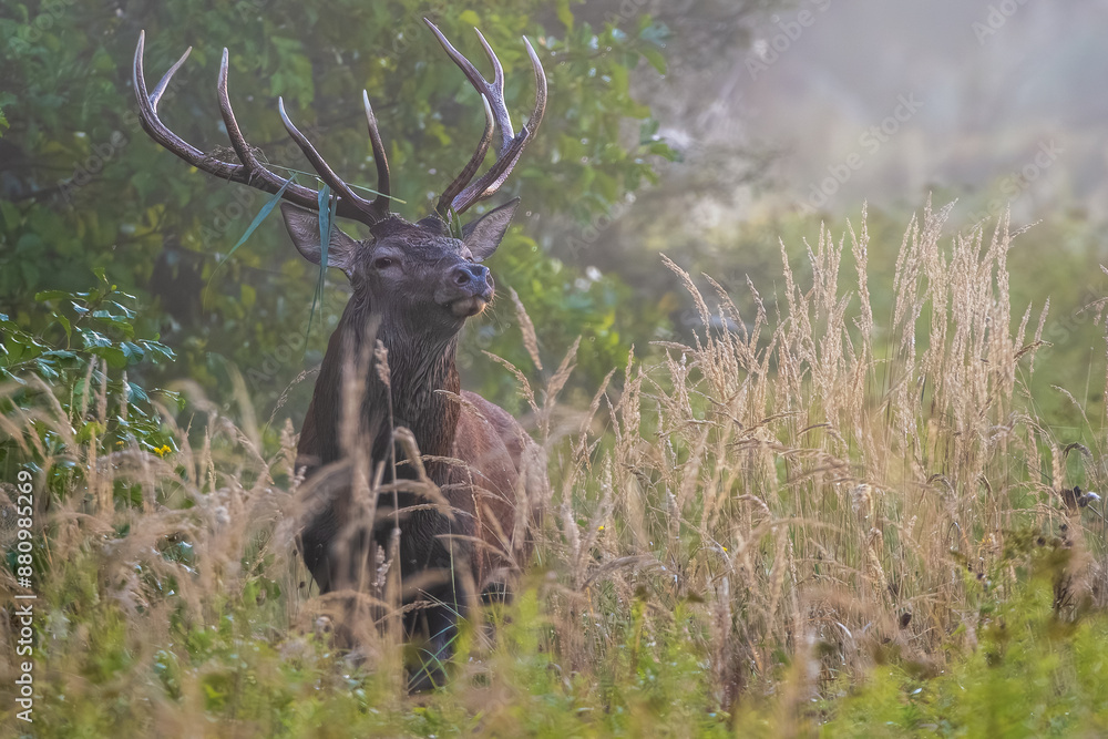 Naklejka premium Stag rut, dominant male