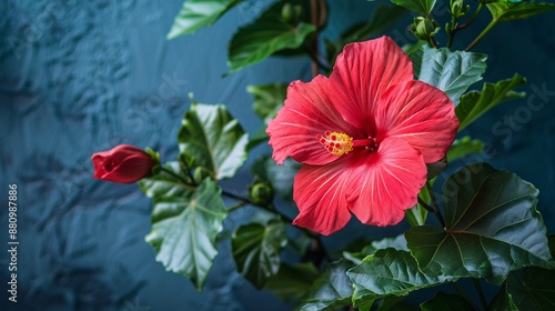 Flower on background, a picture of gorgeous blossom. Bright and vibrant, it's a wonderful natural decoration.