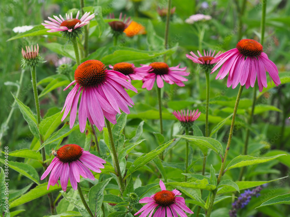 Fototapeta premium Blühender roter Sonnenhut im Blumengarten