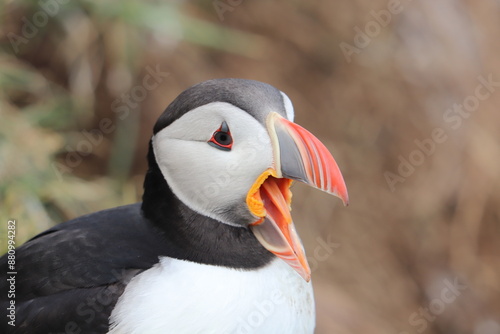 Puffin Colony at Borgarfjörður eystri, Iceland