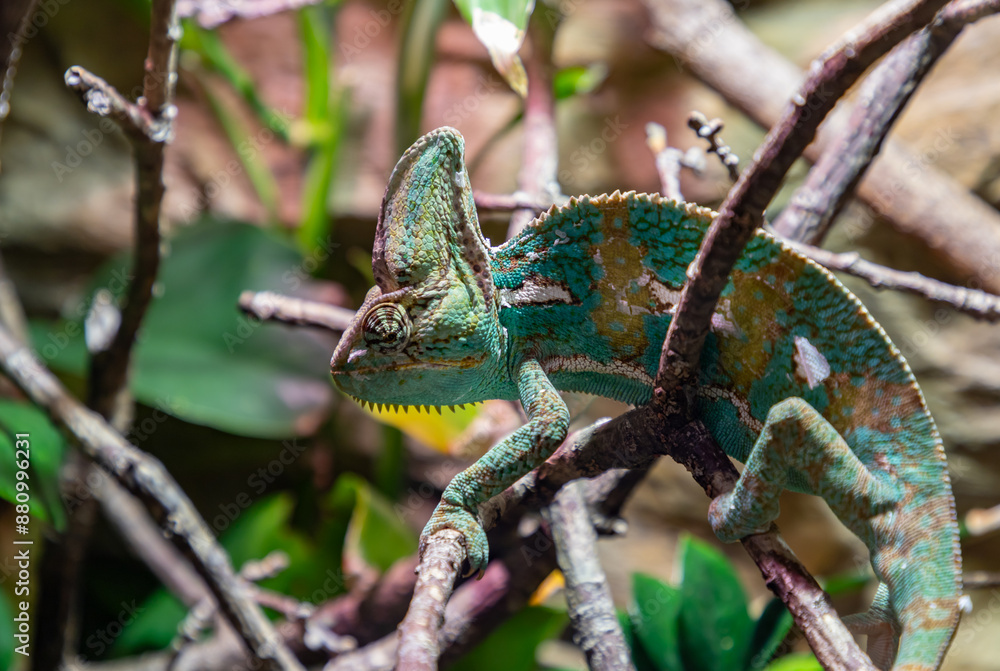 Veiled Chameleon