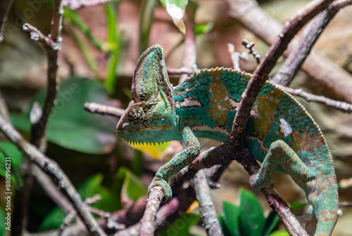 Obraz na płótnie Veiled Chameleon w salonie
