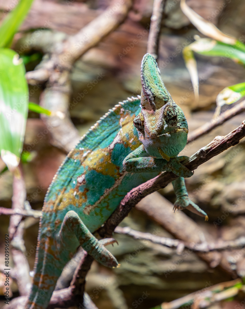 Veiled Chameleon