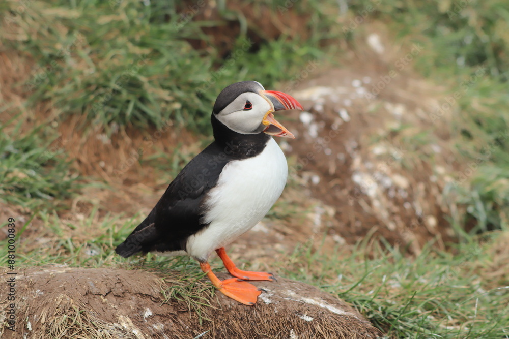Fototapeta premium Puffin Colony at Borgarfjörður eystri, Iceland
