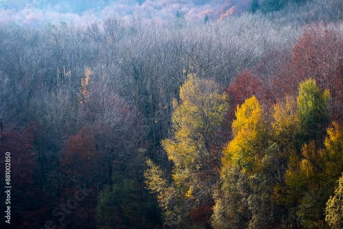 A late autumn mixed forest showing a range of trees in different colors, including bare trees and those with orange and yellow leaves, capturing the end of the season in Montseny in Spain