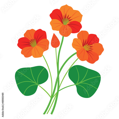 White backdrop with vector Nasturtium