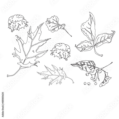 Sketch of autumn leaves. Drawn with liner.