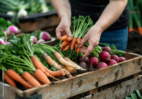 Close-up shot of hands picking up fresh vegetables from an organic farm stand, with various types of carrots and leafy greens in wooden boxes.