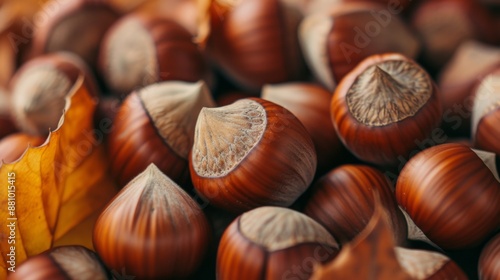 Ripe hazelnuts, either still in their shells or freshly cracked open photo