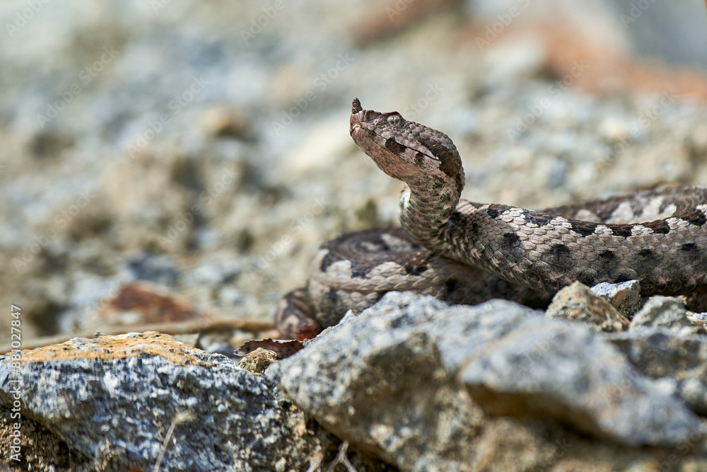 Nose-Horned Viper male in natural habitat (Vipera ammodytes) Nose-Horned Viper male in natural habitat (Vipera ammodytes)