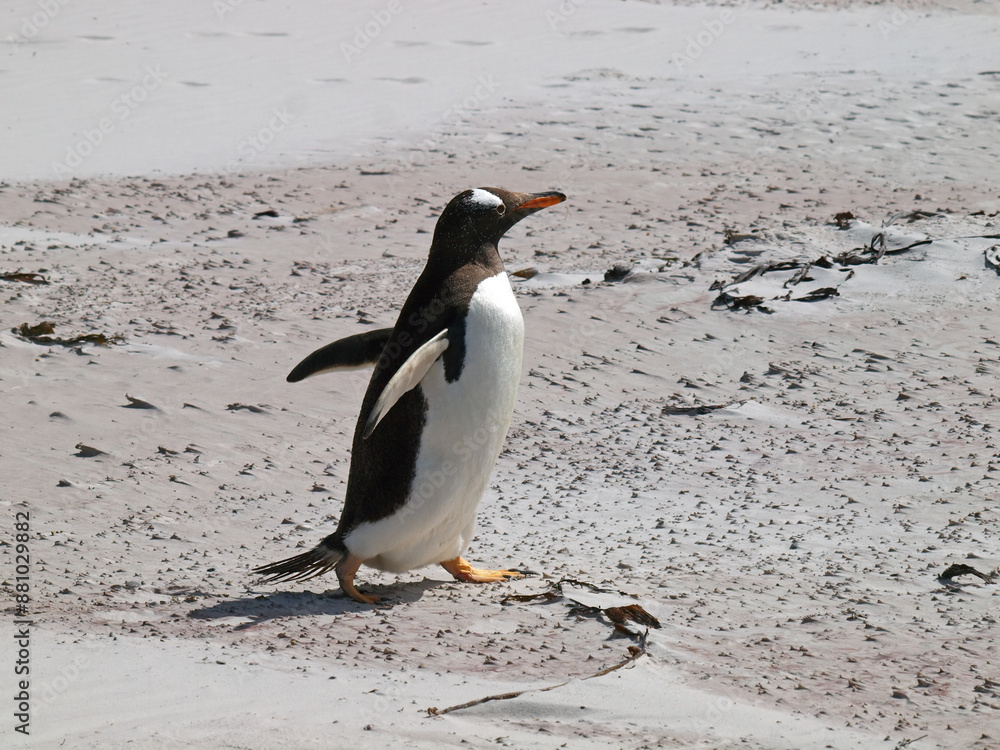 Naklejka premium Penguin