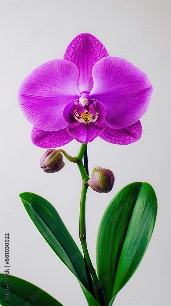 Naklejka premium Enchanting Purple Orchid in Full Bloom on a Stem