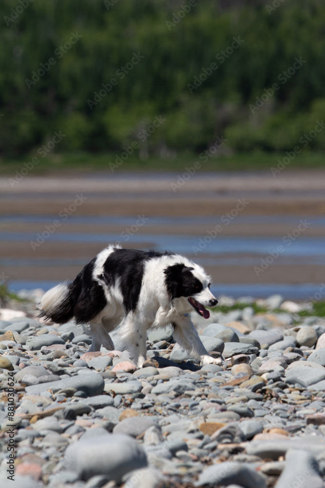 Dog on Beach Dog on Beach