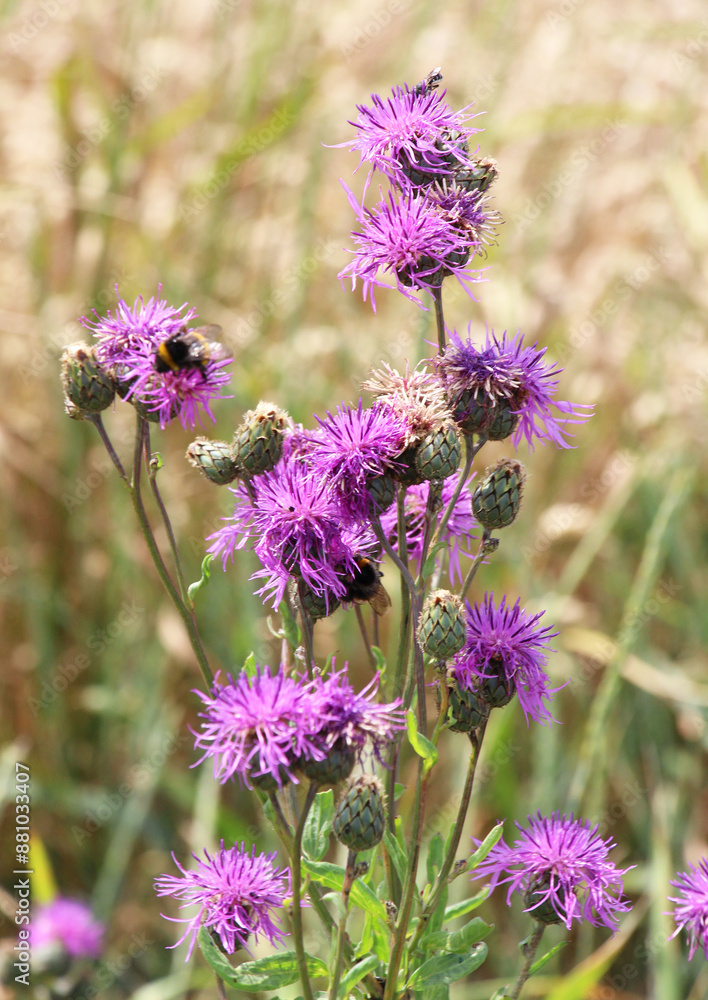Cornflower (Centaurea scabiosa) blooms among herbs Cornflower (Centaurea scabiosa) blooms among herbs