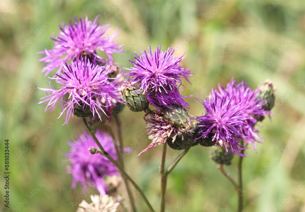 Cornflower (Centaurea scabiosa) blooms among herbs Cornflower (Centaurea scabiosa) blooms among herbs