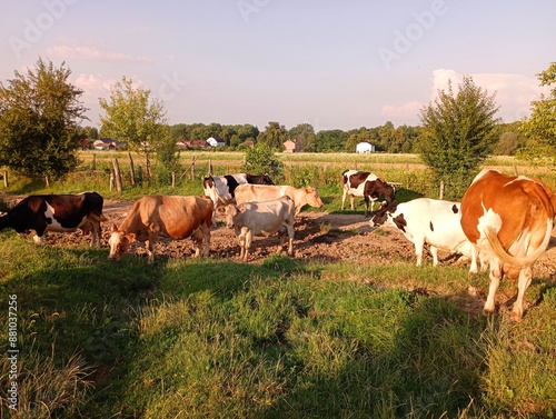 A lot of colorful cattle in a paddock on a pasture. The topic of cow grazing and animal care. A herd of cows at sunset on a pasture. Farming and animal husbandry. photo