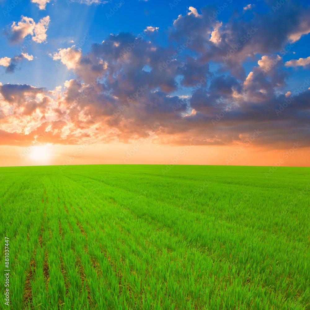 wide green rural field at the dramatic sunset wide green rural field at the dramatic sunset