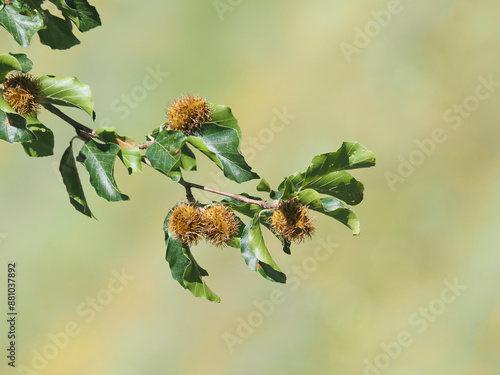 Bild auf Leinwand Branch of beech tree with nuts and green leaves, Fagus sylvatica