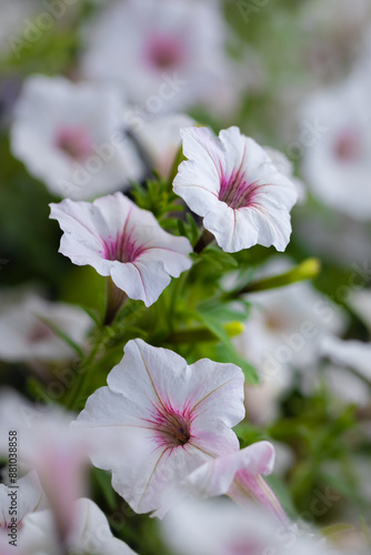 Petunia zwisająca, supertunia vista, kolorowe kwiaty, letni ogród, wzrost roślin, botanika, odmiana, biały kolor kwiatów, zieleń, rozmyte tło, tapeta photo