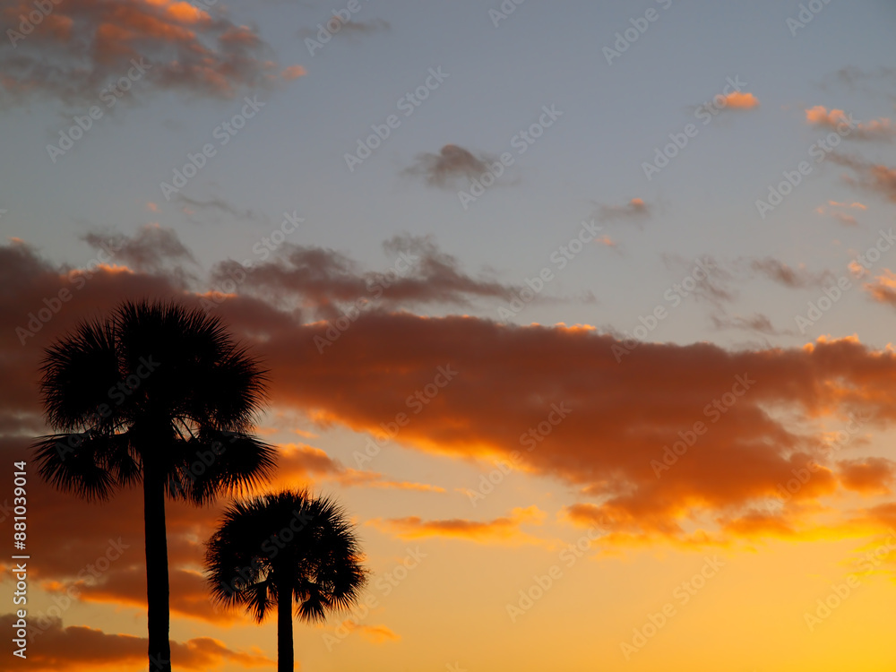 Obraz premium Sunset with Palm Trees