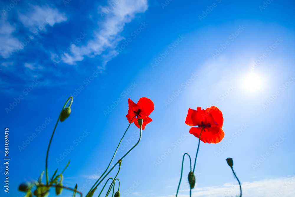 Obraz premium green hill slope covered by red poppy flowers at the summer sunny day