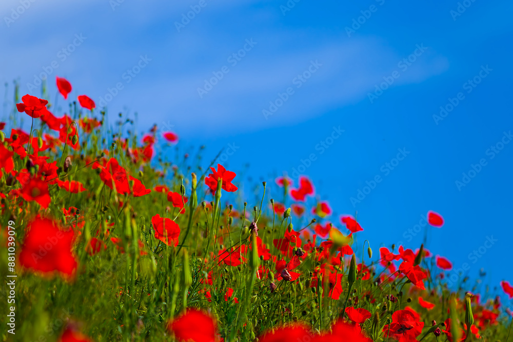 green hill slope covered by red poppy flowers under cloudy sky green hill slope covered by red poppy flowers under cloudy sky