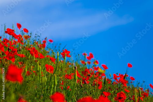 green hill slope covered by red poppy flowers under cloudy sky