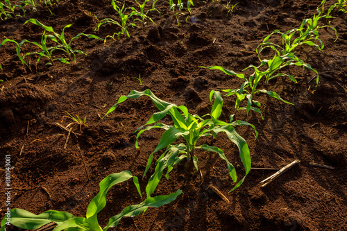 Closed shot of furrow in the ground with planted corn plants. photo