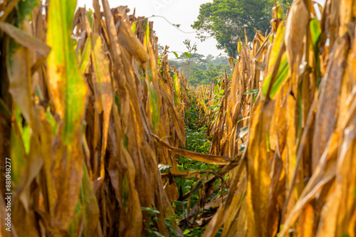 View in the middle of a furrow with dry corn plants. photo