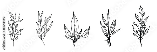 Traditional hand-drawn botany leaf sketch like natural plant icons.