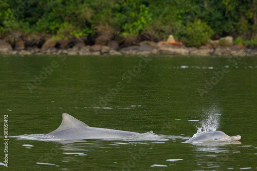 Boto-cinza saltando em perseguição / Guiana Dolphin jumping in pursuit