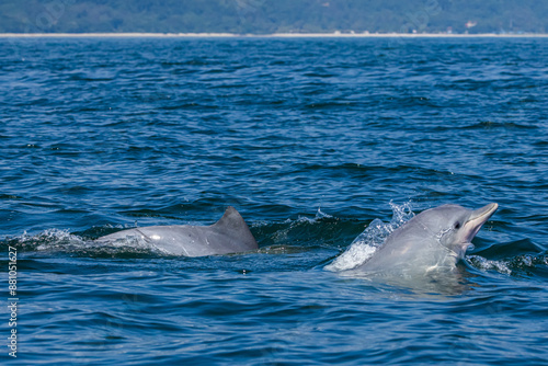 Boto-cinza saltando em perseguição / Guiana Dolphin jumping in pursuit