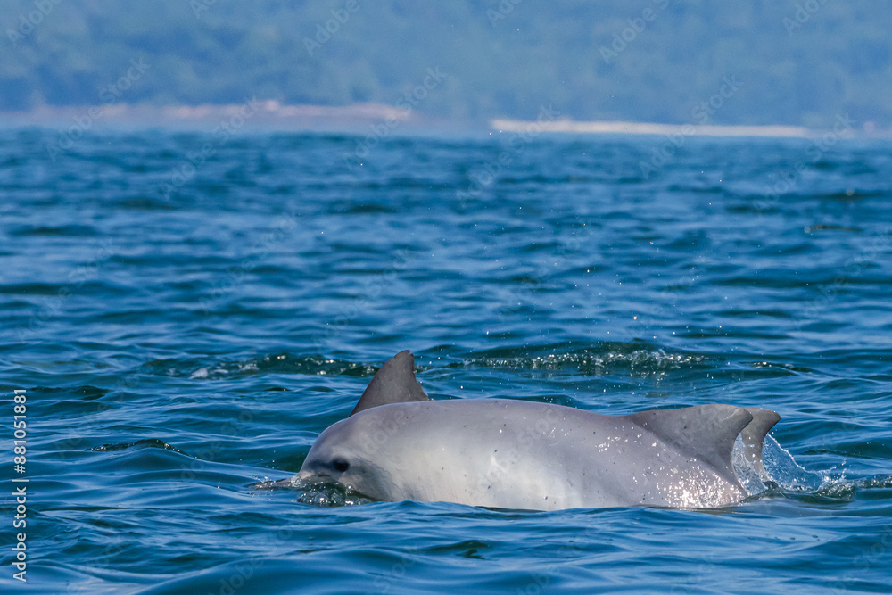 Obraz premium Boto-cinza saltando em perseguição / Guiana Dolphin jumping in pursuit