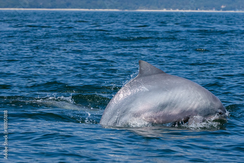 Boto-cinza saltando em perseguição / Guiana Dolphin jumping in pursuit