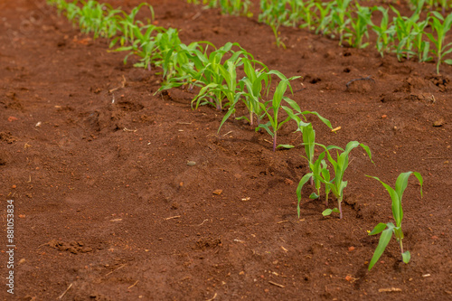 Beautiful bushes of corn in the process of growth, in a beautiful deep brown earth. photo