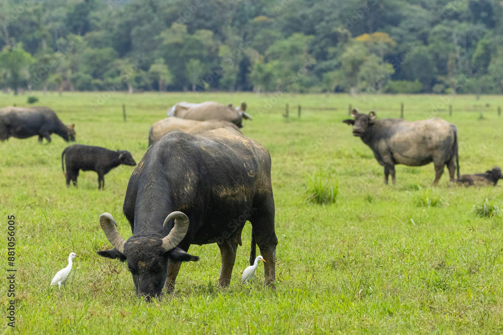 Búfalos em uma fazenda / buffalos in a farm Búfalos em uma fazenda / buffalos in a farm